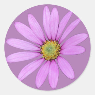 Sticker Rond Joli en Pink Cape Daisies Design