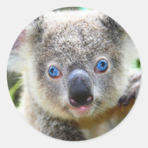 Sticker Rond Joli Koala