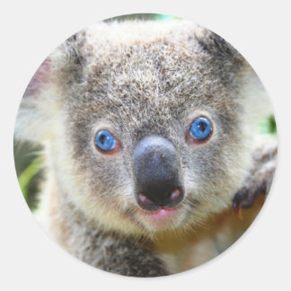 Sticker Rond Joli Koala