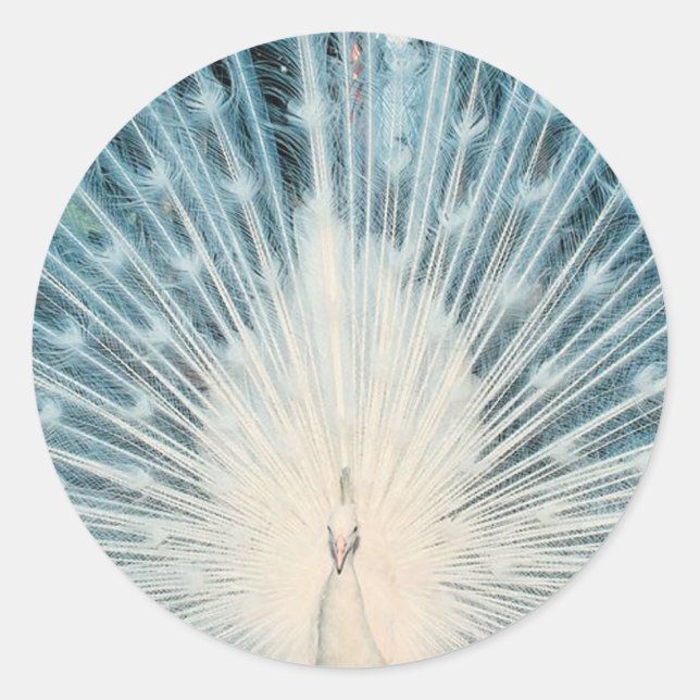 Sticker Rond Joli paon blanc (Devant)