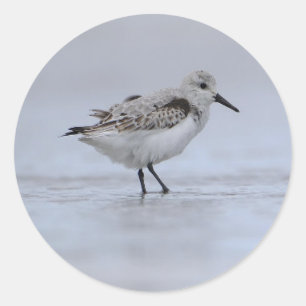 Sticker Rond Joli Petit Oiseau de l'Eau de Mer Océan du Rivage