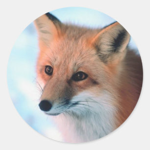 Sticker Rond Joli Renard Rouge