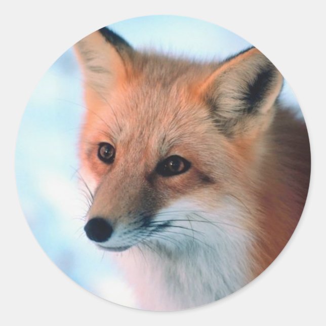 Sticker Rond Joli Renard Rouge (Devant)