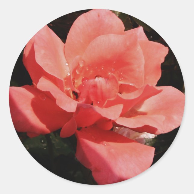 Sticker Rond Joli rose rose Peach floral (Devant)