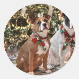 Sticker Rond Joli Secourt de Noël Pitbull et America Bull Dog