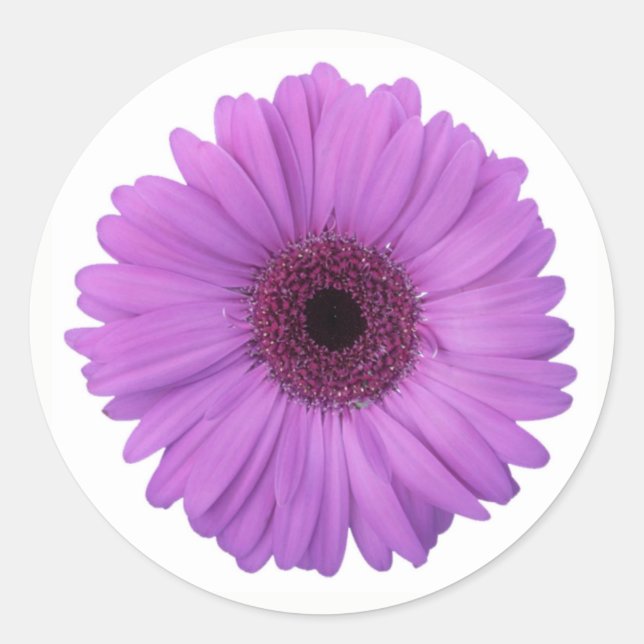Sticker Rond Joli violet photographique Gerbera Daisy Flower (Devant)