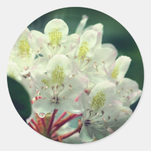 Sticker Rond Jolie Fleur blanche Azalea