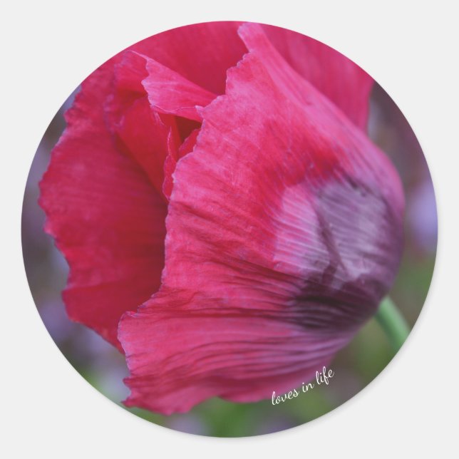 Sticker Rond Jolie Fleur de Pavot Rose et Violet (Devant)