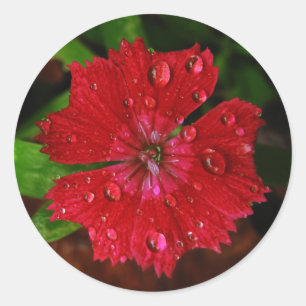 Sticker Rond Jolie Fleur Rouge Avec Raindrops Photo