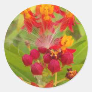Sticker Rond Jolie florale colorée avec Milkweed Art Imprimer