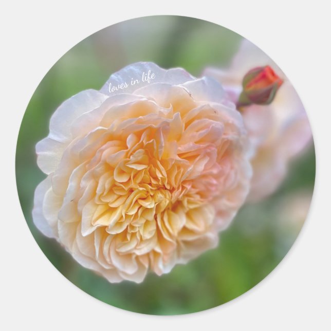 Sticker Rond Jolie Jolie Rose (Devant)