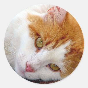 Sticker Rond Jolie Kitty