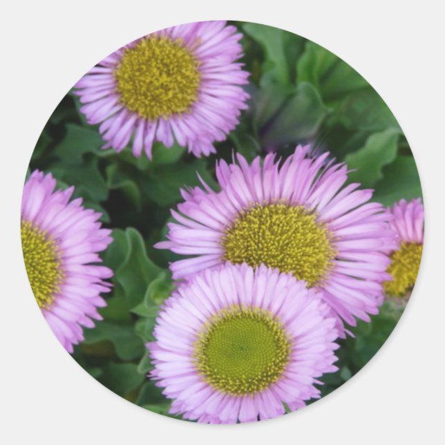 Sticker Rond Jolie Lavender Erigeron Flowers (Devant)