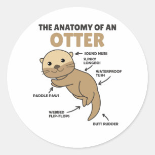 Sticker Rond Jolie Otter Explication Anatomie D'Une Otter