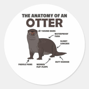Sticker Rond Jolie Otter Explication Anatomie D'Une Otter