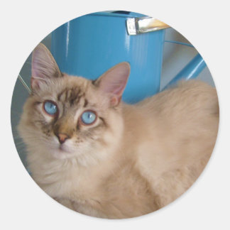 Sticker Rond Jolie petite chatte par watercan