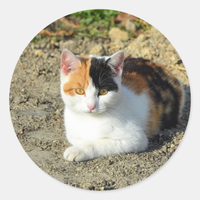 Sticker Rond Jolie photo de chat Calico (Devant)