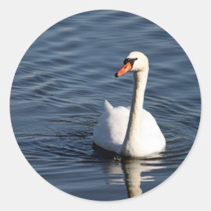 Sticker Rond Jolie photo de cygne blanc