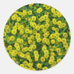 Sticker Rond Jolies Fleurs Jaunes