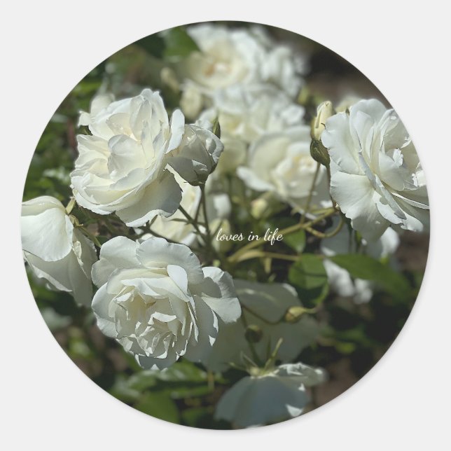 Sticker Rond Jolies roses blanches  (Devant)
