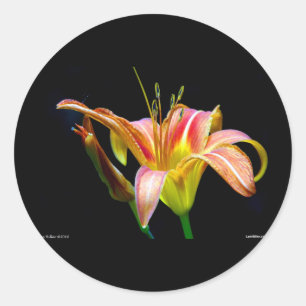 Sticker Rond Jolis vêtements et cadeaux Tawny Daylily II