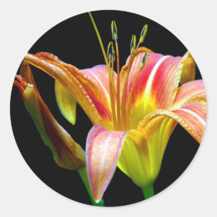 Sticker Rond Jolis vêtements et cadeaux Tawny Daylily II