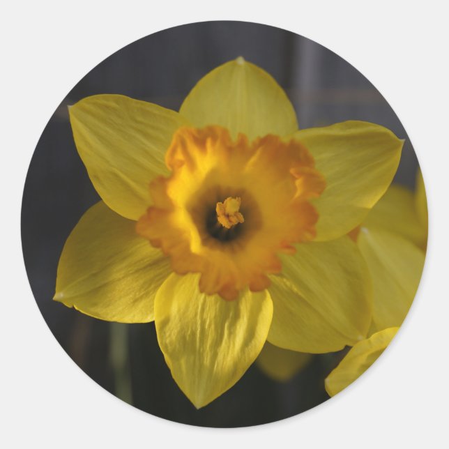Sticker Rond Jonquille jaune (Devant)