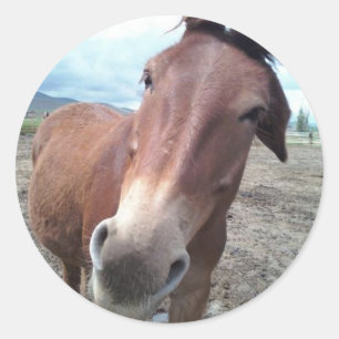 Sticker Rond Josie, la drôle de mule