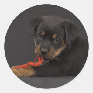 Sticker Rond Jouer au chiot 5