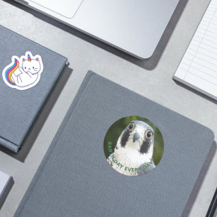 Sticker Rond Jour des terres tous les jours Peregrine Falcon Ph