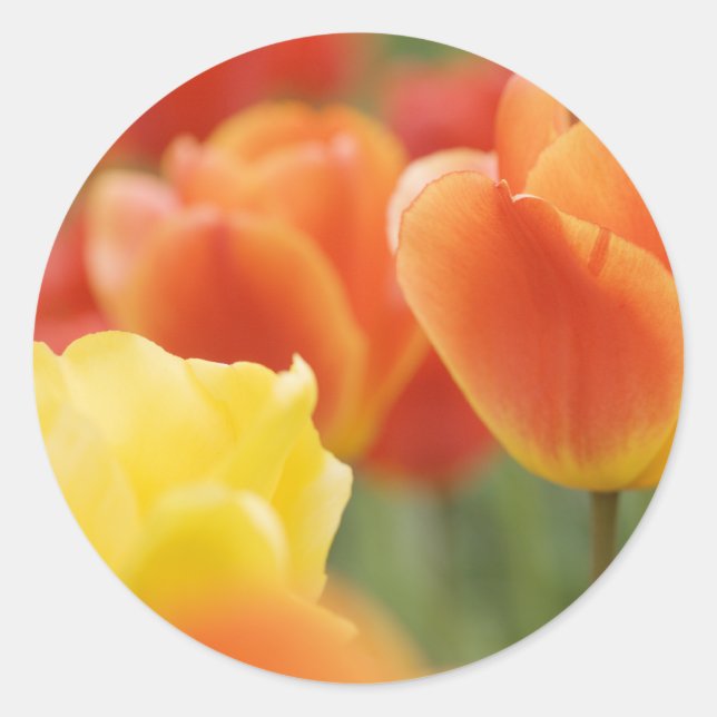 Sticker Rond Joyeuses Tulipes de Pâques (Devant)