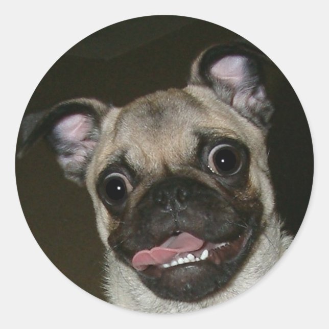 Sticker Rond Joyeux Carlin (Devant)