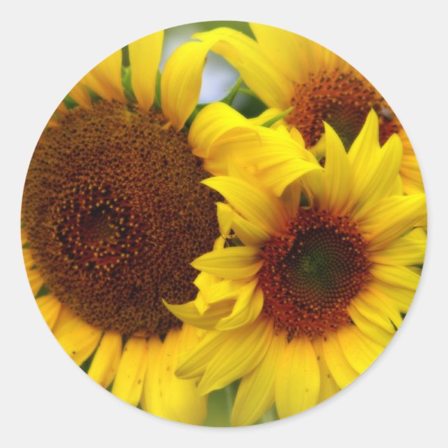Sticker Rond Joyeux tournesols (Devant)