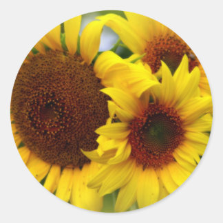 Sticker Rond Joyeux tournesols