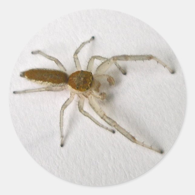 Sticker Rond Jumping Homme Brown Spider Series Articles corresp (Devant)