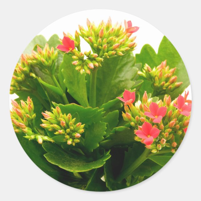 Sticker Rond Kalanchoe blossfeldiana (Devant)