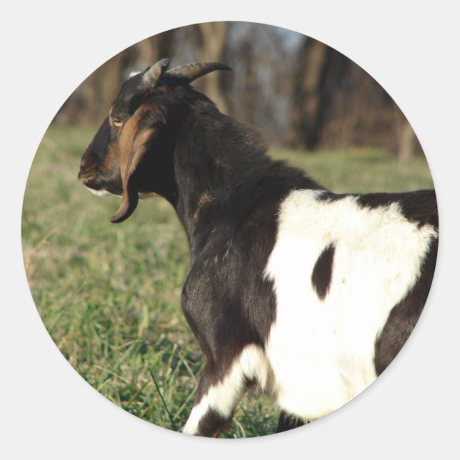 Sticker Rond Kalvin (Devant)