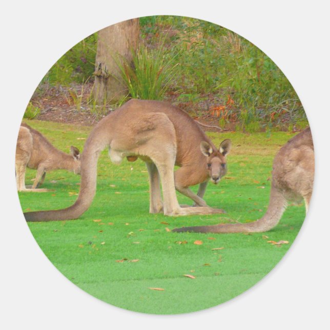 Sticker Rond kanga (Devant)