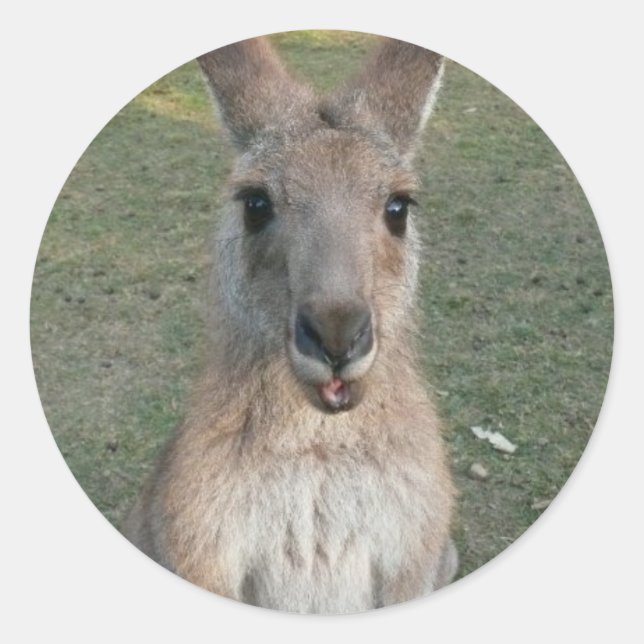 Sticker Rond Kangaroo (Devant)