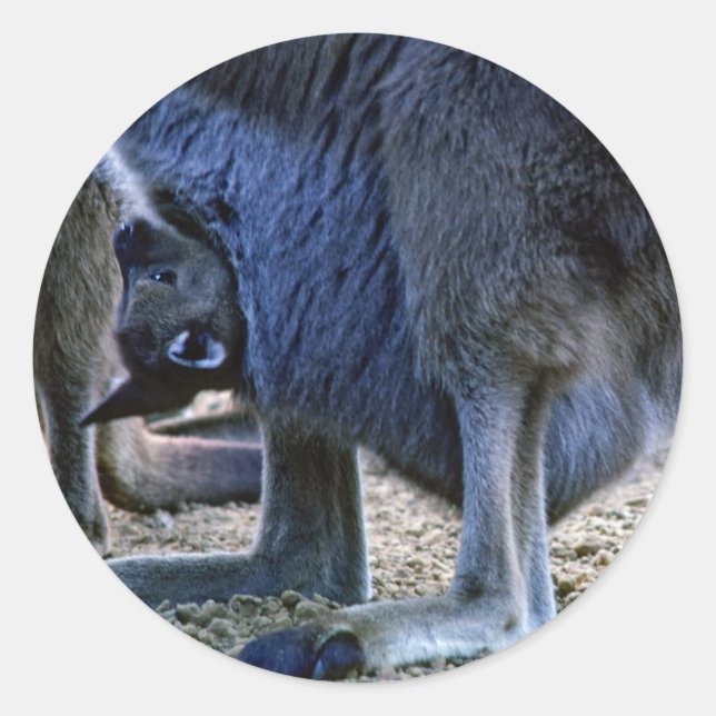 Sticker Rond Kangourou bébé dans la poche de la mère - Australi (Devant)