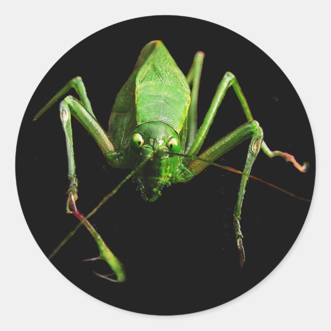 Sticker Rond Katydid (Devant)