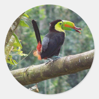 Sticker Rond Keel Billed Toucan