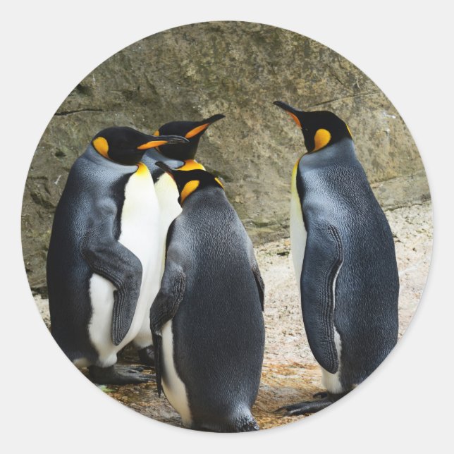 Sticker Rond King Penguin (Devant)