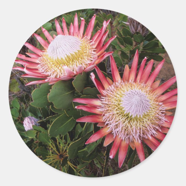 Sticker Rond King Protea, Helderberg (Devant)
