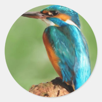 Sticker Rond Kingfisher