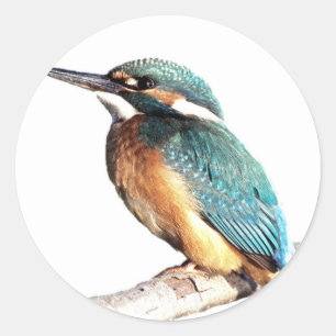 Sticker Rond "Kingfisher"