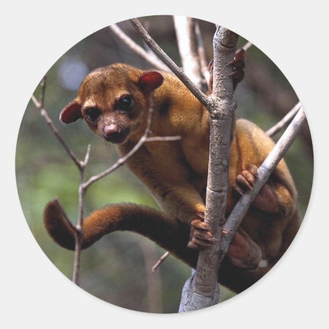 Sticker Rond Kinkajou (Potos flavus) (Devant)