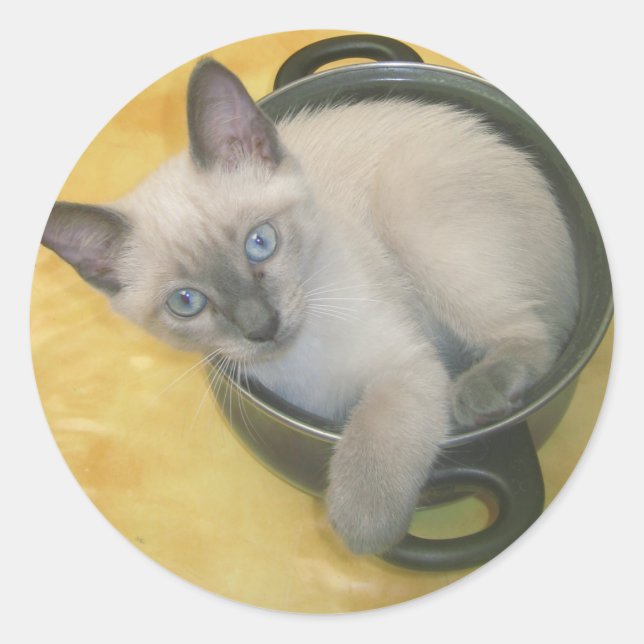 Sticker Rond Kitten Cacciatore (Devant)