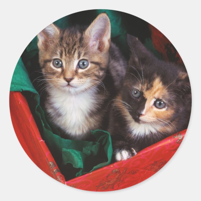 Sticker Rond Kittens de Noël (Devant)