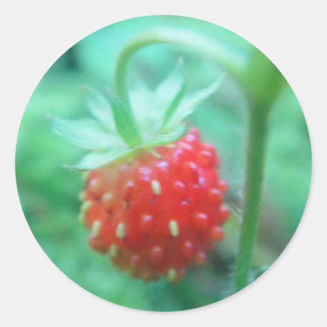 Sticker Rond Kleine Walderdbeere (Devant)